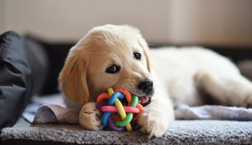 【ネットで買える】楽しく噛んでケア♡犬用デンタルおもちゃのおすすめ5選
